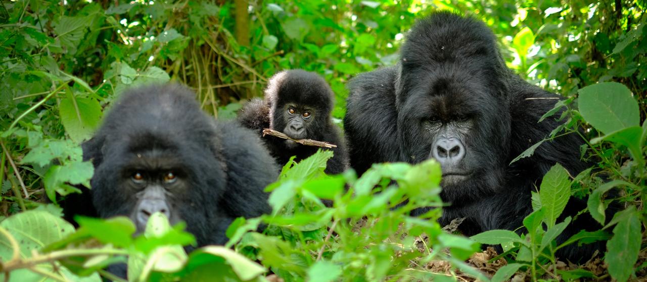 Mountain gorillas in a forest in Rwanda