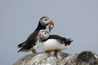 Silversea Cruises 2027 Silver Wind Expedition Itinerary 2027 Dublin to Rosyth (Edinburgh), Scotland